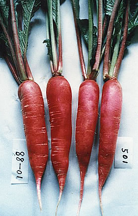 春水一号（88-01）水萝卜