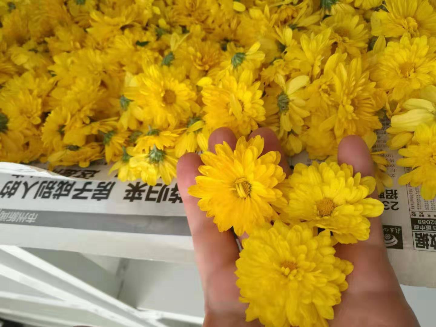 寒地多头菊花