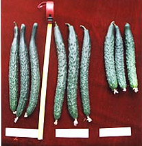 绿丰一号（98-1）黄瓜(图1)