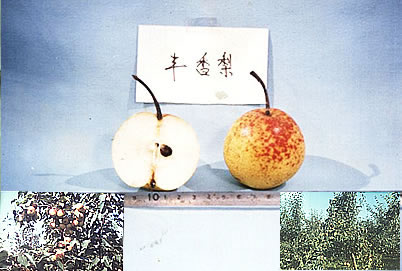 丰香梨(图1)