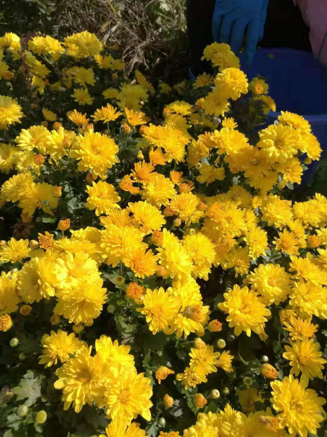 寒地多头菊花(图1)